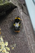 Bumble-Bee-sp-rear.jpg