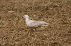 Iceland-Gull-2.jpg