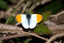 Orange Tip (R).jpg