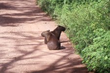 109 Capybara Hato Pinero.jpg