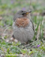 Red-throated Thrush, Beijing 2nd.jpg