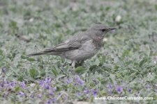 Presumed Black & Red-throated Thrush hybrid, Beijing 2.jpg