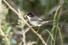 sardinianWarbler.jpg