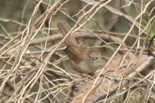 cettisWarbler.jpg