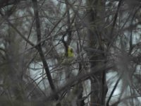 097 500mm goldfinch bush resize.jpg