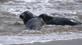 Grey Seal (R).jpg