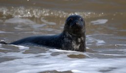 Grey Seal 1 (R).jpg