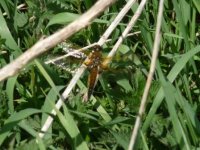 Four-spotted Chaser Lakenheath Fen compressed.jpg