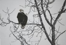 Bald Eagle 5x7.JPG