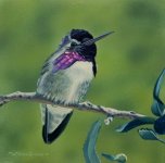 Costas Hummingbird 4x4.JPG