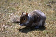 Squirell (R).jpg