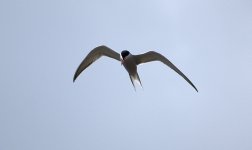 Common Tern (R).jpg