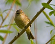 ChiffchaffOM copy_1.jpg