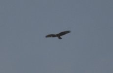 Holmethorpe CP Buzzard 1.jpg