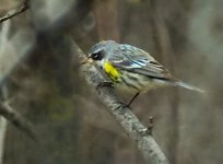 070 Yellow Rumped Warbler resize.jpg