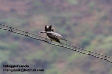 Crested Kingfisher s.jpg