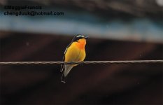 yellow rumped flycatcher 1.jpg