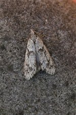 Moth44103.jpg