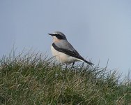 Wheatear3.jpg