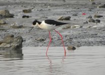 Black-winged Stilt.jpg