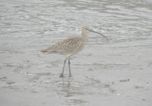 Far-eastern Curlew.jpg