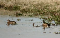 bluewinged teal.jpg