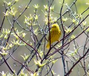 YellowWarbler.jpg