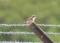 Beddington Farm Whinchat 3.jpg