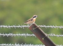 Beddington Farm Whinchat 4.jpg