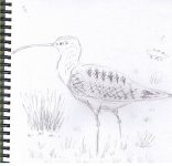 Curlew 2.jpg