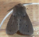 Muslinmoth080510a.jpg