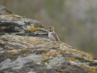 shore lark1 (1).jpg