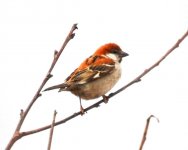 304 Russet Sparrow.jpg