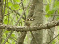 Forest Wagtail.jpg