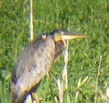 odd heron 1.jpg