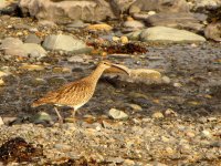 whimbrel april.jpg