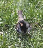 046 Harris's Sparrow tiny.jpg