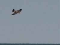 peregrine falcon male balaggan point april.jpg