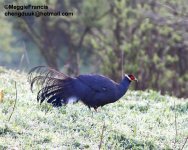 Blue eared Pheasant.jpg