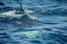 Basking-Shark.jpg