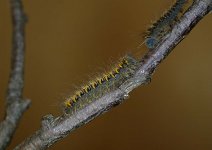 1637 Northern Eggar - larva..jpg