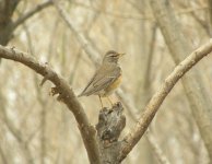 ye-browed Thrush.jpg