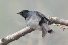 Black Drongo.jpg