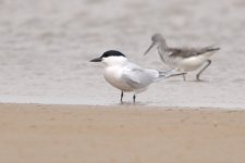 Gull-billed Tern....jpg