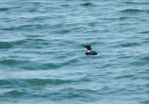 Black-Guillemot.jpg