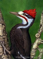 Pileated.jpg