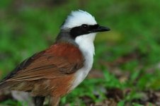 Laughing Thrush.jpg