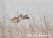 Eastern Marsh Harrier, male...2.jpg