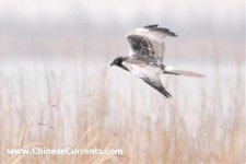 Eastern Marsh Harrier, male, 3.jpg