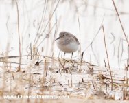 Temminck's Stint.jpg